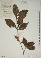 山黃梔藏品圖，第1張