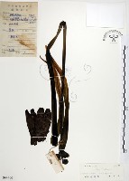 龍爪花、金花石蒜藏品圖，第1張