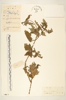 豨簽藏品圖，第1張