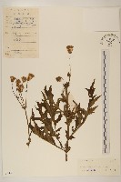 三七草藏品圖，第1張