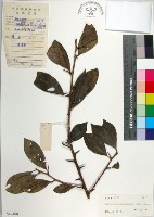 柘樹藏品圖，第1張