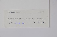 乳兒繩藏品圖，第2張