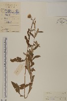 華薊藏品圖，第1張