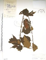 銳葉山黃麻藏品圖，第1張