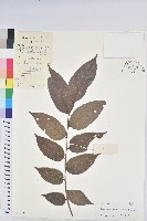 毛果算盤子藏品圖，第1張