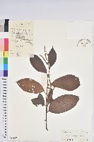 黃毛五月茶藏品圖，第1張