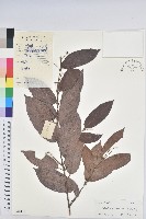 粗毛野桐藏品圖，第1張