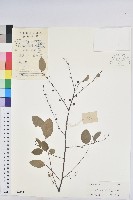 龍眼睛藏品圖，第1張