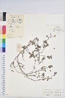 登錄號:S044432藏品圖，第1張