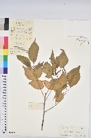 巴豆藏品圖，第1張