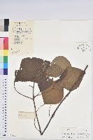 椴葉山麻桿藏品圖，第1張