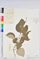 白背葉藏品圖，第1張