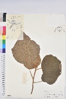 毛桐藏品圖，第1張