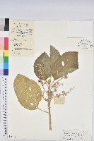 白桐樹藏品圖，第1張