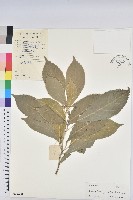 棒柄花藏品圖，第1張