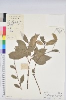 綠背桂花藏品圖，第1張