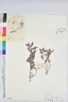 乳仔草藏品圖，第1張