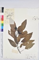 白臼藏品圖，第1張