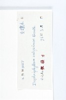 牛耳楓藏品圖，第3張