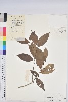 拱網核果木藏品圖，第1張