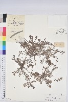 千根草藏品圖，第1張