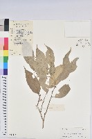 雲南銀柴藏品圖，第1張