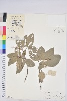 粗糠柴藏品圖，第1張