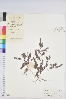 葉下珠、珠仔草藏品圖，第1張