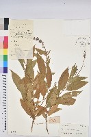 毛果巴豆藏品圖，第1張