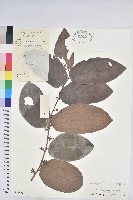 香港算盤子藏品圖，第1張