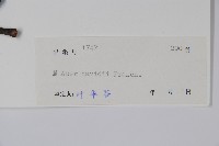 青榨槭藏品圖，第2張