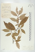 藤胡頹子藏品圖，第1張