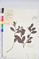 土密樹藏品圖，第1張