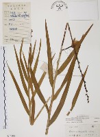 葦草蘭、鳥仔花、竹葉蘭藏品圖，第1張