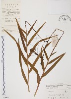 葦草蘭、鳥仔花、竹葉蘭藏品圖，第1張