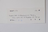 富寧白前藏品圖，第2張