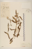 紅面番藏品圖，第1張