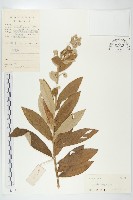 羊耳菊藏品圖，第1張