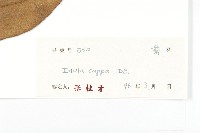 羊耳菊藏品圖，第3張