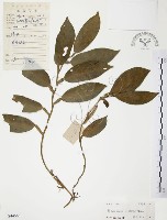 柚葉藤藏品圖，第1張