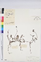 通奶草藏品圖，第1張