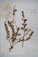 臺灣糯米條藏品圖，第1張