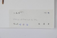 臺灣糯米條藏品圖，第2張