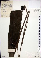 船子草、船仔草藏品圖，第1張