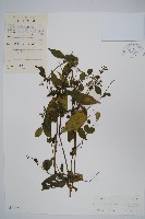 登錄號:S044620藏品圖，第1張