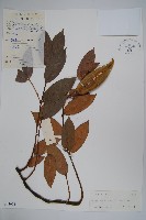 銹毛絡石藏品圖，第1張