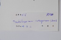 乳兒繩藏品圖，第2張