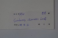 冇骨消藏品圖，第2張