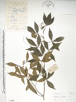 飛龍掌血藏品圖，第1張