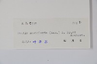 普剌特草藏品圖，第2張